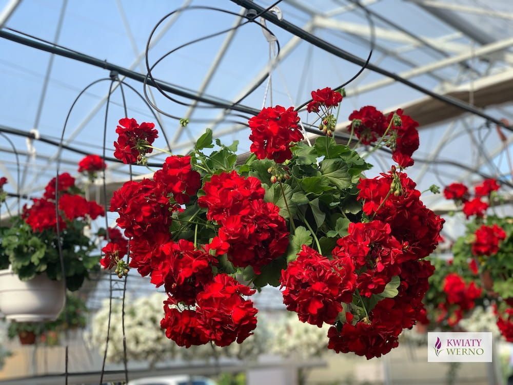 Pelargonia hybrydowa 'Calliope® Dark Red' w koszu ample