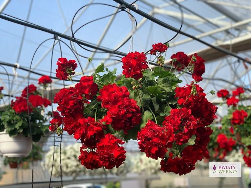 Pelargonia hybrydowa 'Calliope® Dark Red' w koszu ample
