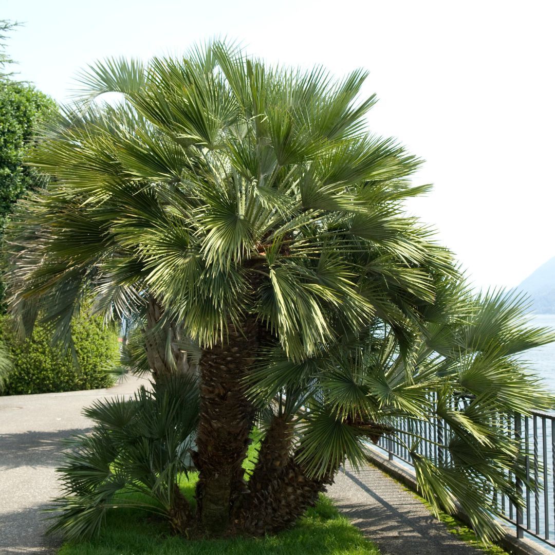 Palma mrozoodporna Szorstkowiec Fortunego Trachycarpus fortunei