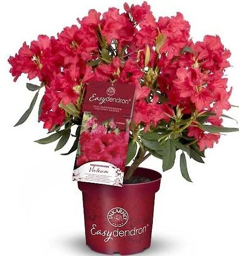 Rododendron Różanecznik 'Easydendron® Inkarho®' mix kolorów Rhododendron
