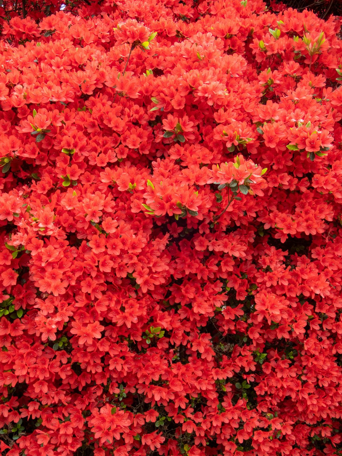 Azalia japońska 'Hino Crimson' Azalea japonica