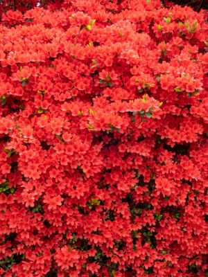 Azalia japońska 'Hino Crimson' Azalea japonica