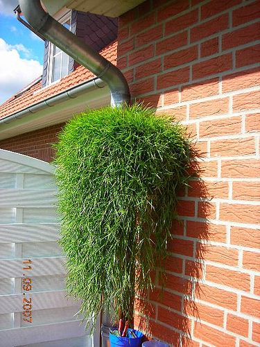 Trawa bambusowa zwisająca w koszu ample