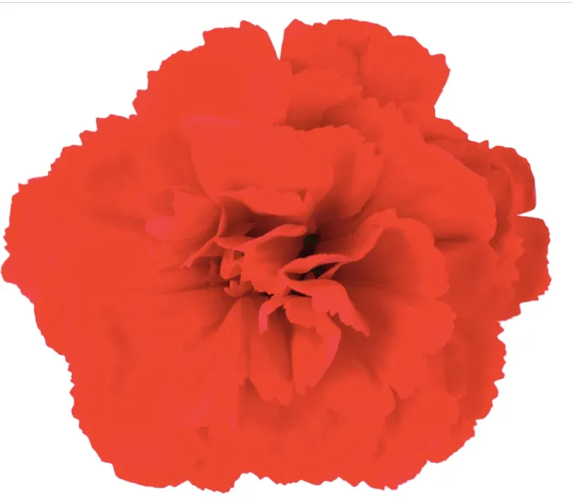 Goździk 'Code® Bright Red' Dianthus hybrida, Wielkość sadzonki: Wielkość XL+ (3L)