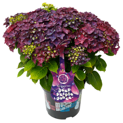 Hortensja kwitnąca na jednorocznych pędach 'Music Collection® Deep Purple Dance®' Hydrangea macrophylla