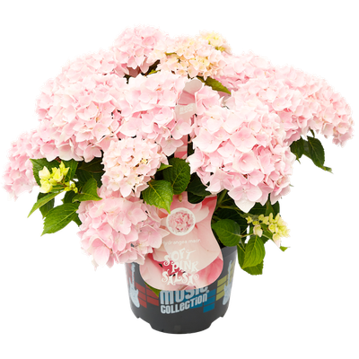 Hortensja kwitnąca na jednorocznych pędach 'Music Collection® Soft Pink Salsa®' Hydrangea macrophylla