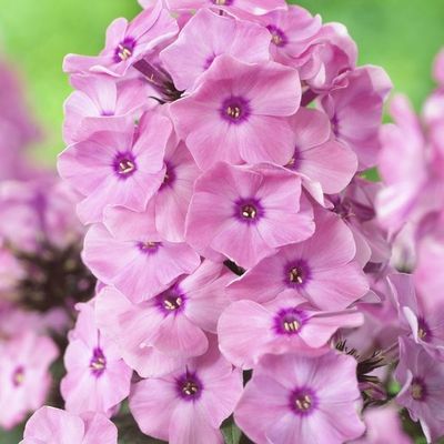 Floks wiechowaty 'Sweet Summer® Orange Rose' Phlox paniculata