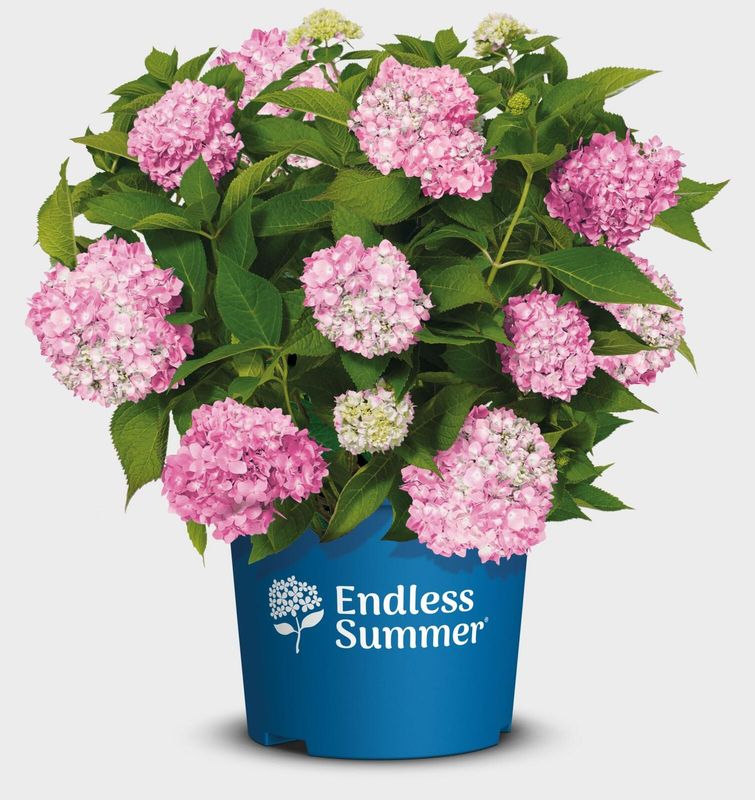 Hortensja ogrodowa 'Endless Summer® The Original Pink' Hydrangea macrophylla
