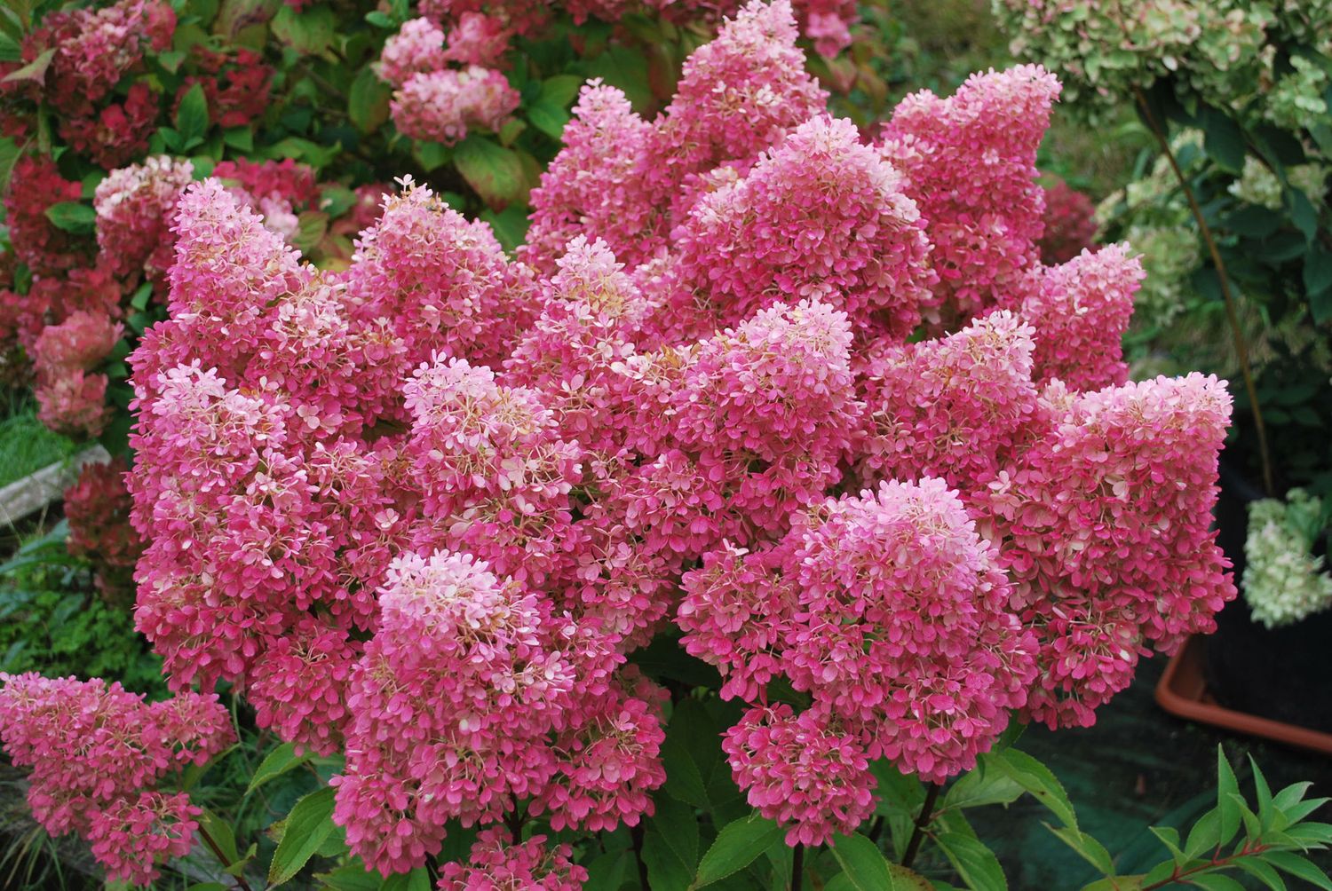 Hortensja bukietowa 'Petite® Flori' Hydrangea paniculata