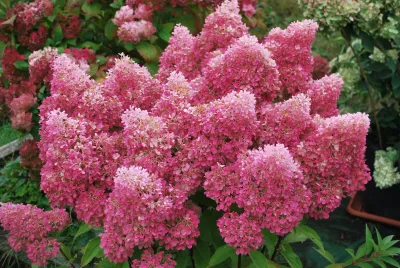 Hortensja bukietowa 'Petite® Flori' Hydrangea paniculata