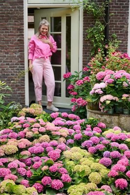 Hortensja ogrodowa 'Magical® Revolution Pink' Hydrangea macrophylla