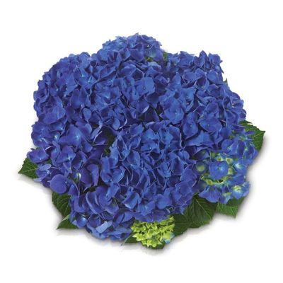 Hortensja ogrodowa 'Jip Blue' Hydrangea macrophylla