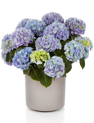 Hortensja ogrodowa 'Hi River Blue' Hydrangea macrophylla