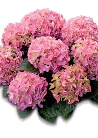 Hortensja ogrodowa 'Marine Pink' Hydrangea macrophylla