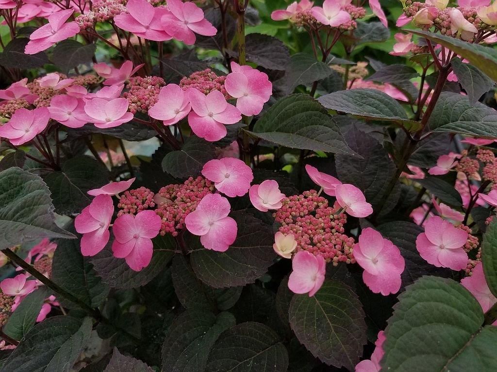 Hortensja piłkowana 'Daredevil' Hydrangea serrata