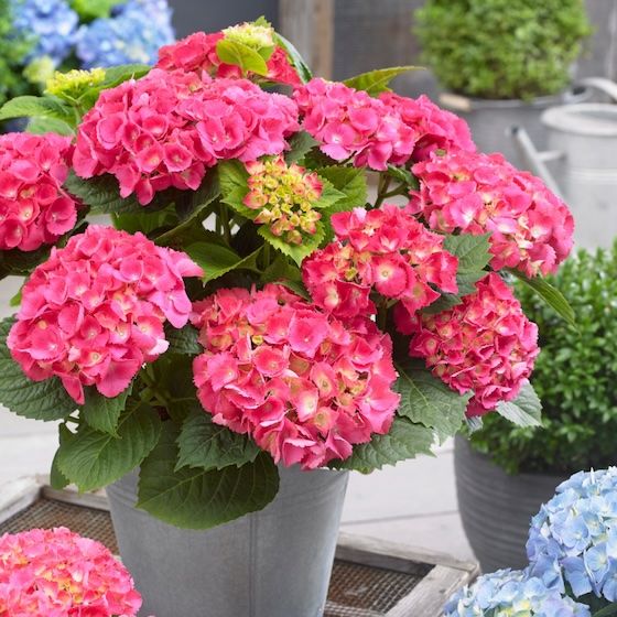 Hortensja ogrodowa 'Little Collection® Little XS Pink' Hydrangea macrophylla