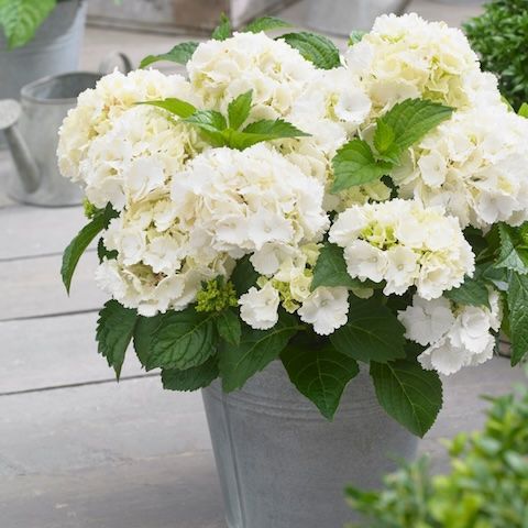 Hortensja ogrodowa 'Little Collection® Little XS White' Hydrangea macrophylla