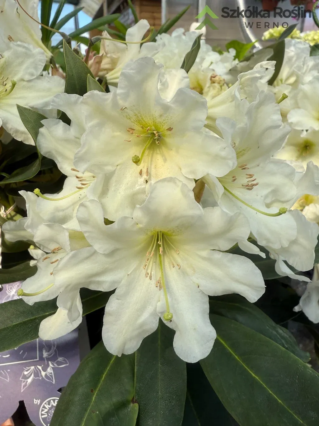 Rododendron Różanecznik 'INKARHO®-DUFTHECKE White' Rhododendron