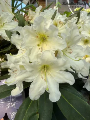 Rododendron Różanecznik 'INKARHO®-DUFTHECKE White' Rhododendron
