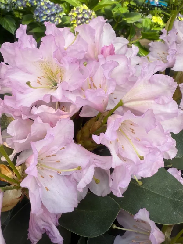 Rododendron Różanecznik 'INKARHO®-DUFTHECKE Lila' Rhododendron