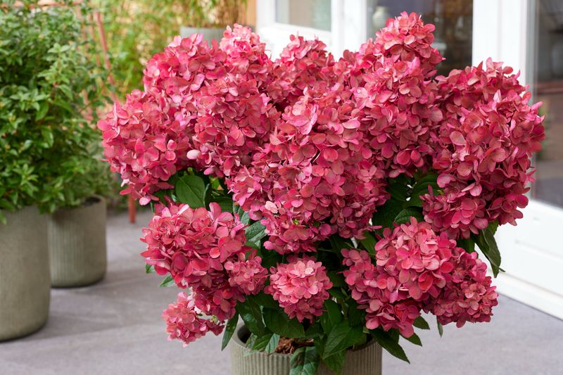 Hortensja bukietowa 'Bonfire' Hydrangea paniculata