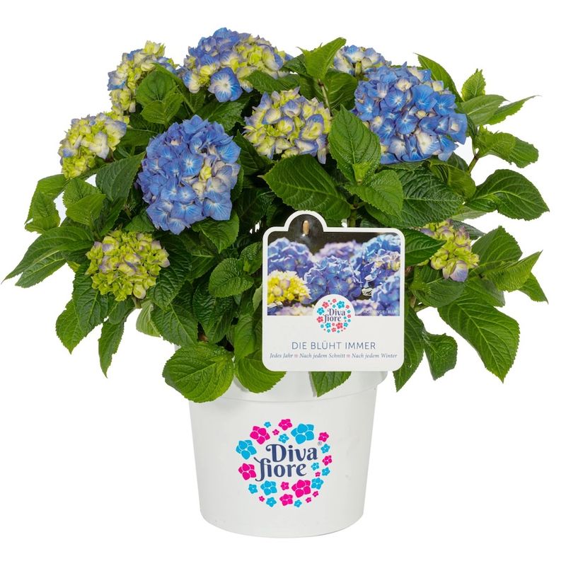 Hortensja ogrodowa 'Diva Fiore® Blue' Hydrangea macrophylla
