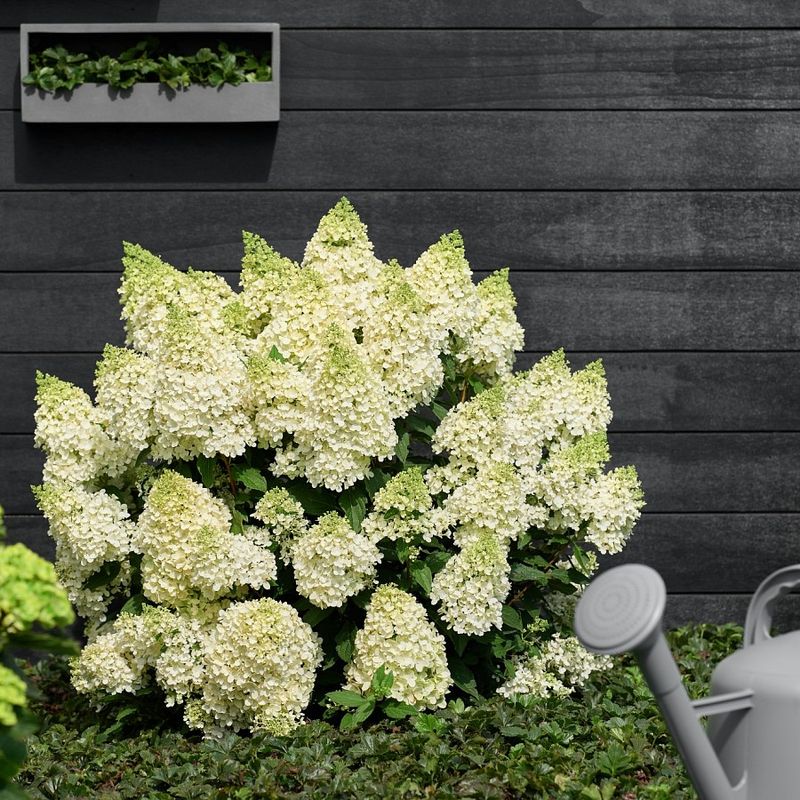 Hortensja bukietowa 'Magical® Matterhorn' Hydrangea paniculata