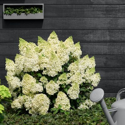 Hortensja bukietowa 'Magical® Matterhorn' Hydrangea paniculata