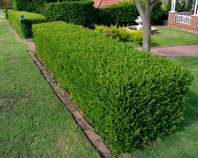 Bukszpan 'Giant' Buxus sempervirens