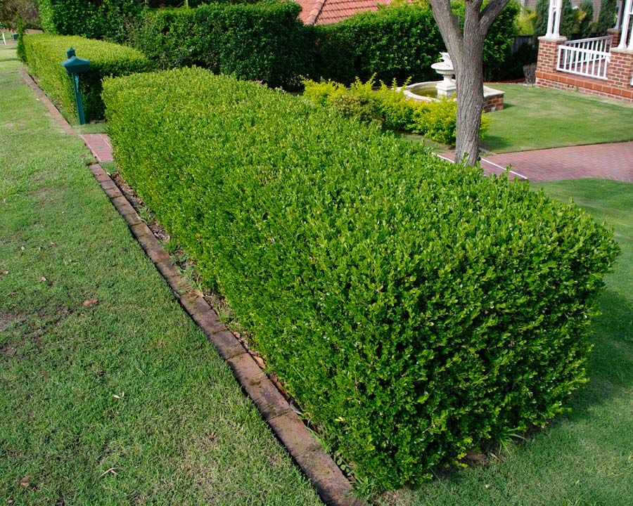 Bukszpan 'Giant' Buxus sempervirens