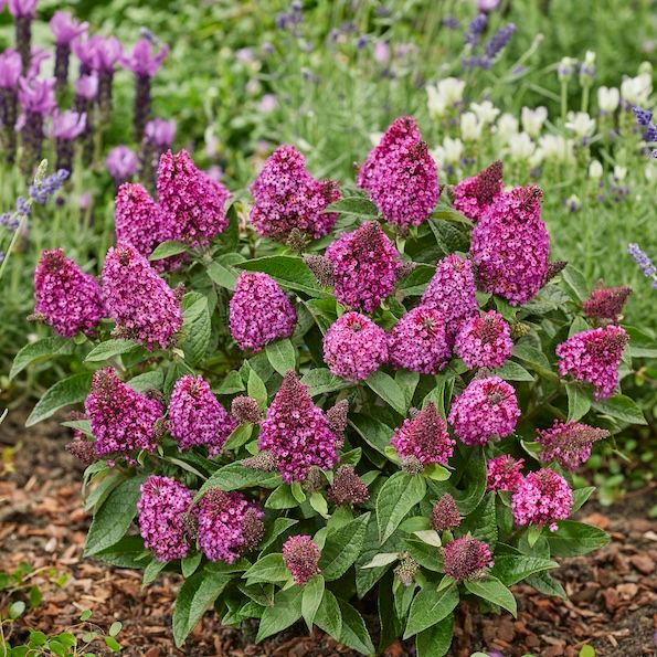 Budleja Dawida 'Little RockStar® Red' Buddleja davidii
