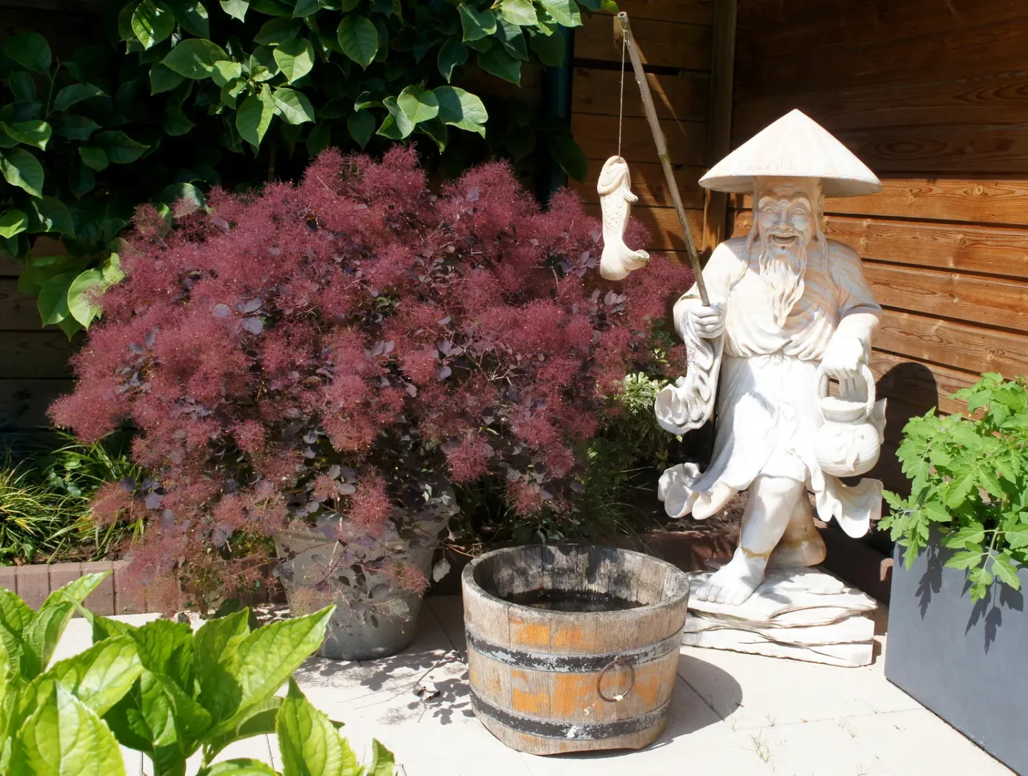 Perukowiec 'Dusky Maiden' Cotinus coggygria