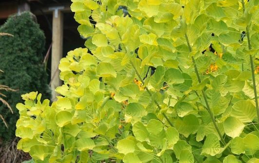 Perukowiec 'Golden Maiden' Cotinus coggygria