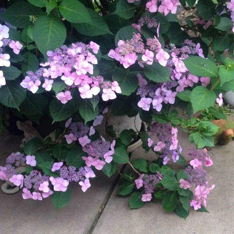 Hortensja kosmata 'Hot Chocolate'® Hydrangea aspera
