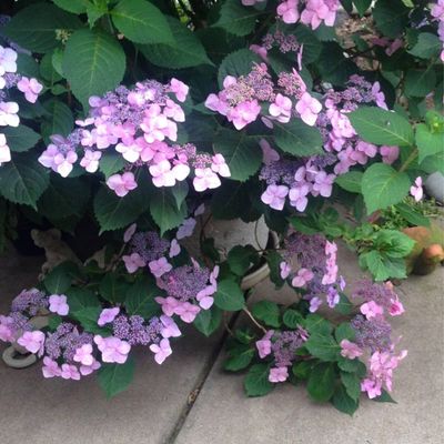 Hortensja kosmata 'Hot Chocolate'® Hydrangea aspera