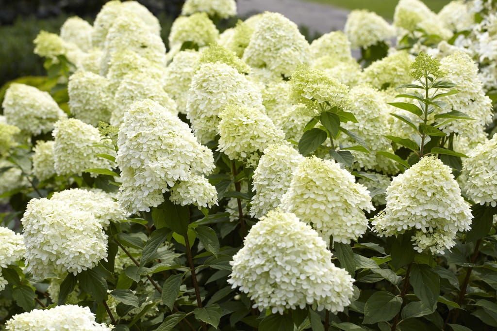 Hortensja bukietowa na pniu 'Limelight' Hydrangea paniculata