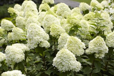 Hortensja bukietowa na pniu 'Limelight' Hydrangea paniculata