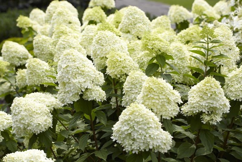 Hortensja bukietowa na pniu 'Limelight' Hydrangea paniculata