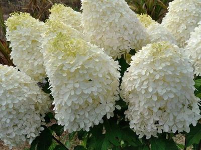 Hortensja bukietowa na pniu 'Phantom' Hydrangea paniculata