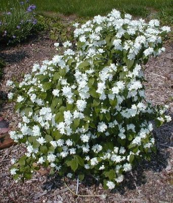 Jaśminowiec 'Minnesota Snowflake' Philadelphus