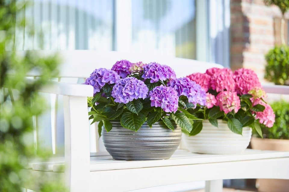 Hortensja ogrodowa 'Tabletensia® Purple' Hydrangea macrophylla