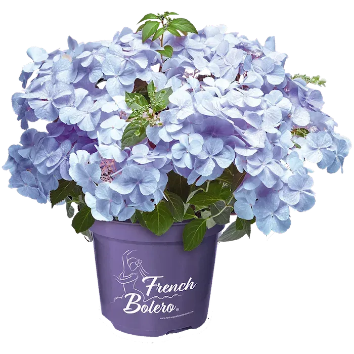 Hortensja uciekająca panna młoda niebieska 'French Bolero® Blue' Hydrangea hybrida