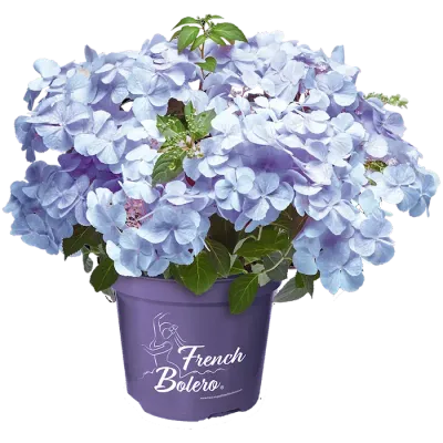 Hortensja uciekająca panna młoda niebieska 'French Bolero® Blue' Hydrangea hybrida