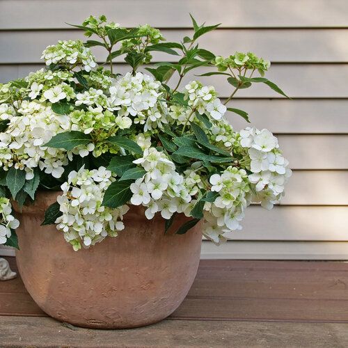 Hortensja ogrodowa 'Fairytrail® White' Hydrangea hybrid