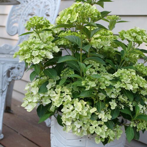 Hortensja kaskadowa 'Fairytrail® Green' Hydrangea hybrid Hortensja kaskadowa 'Fairytrail® Green' Hydrangea hybrid