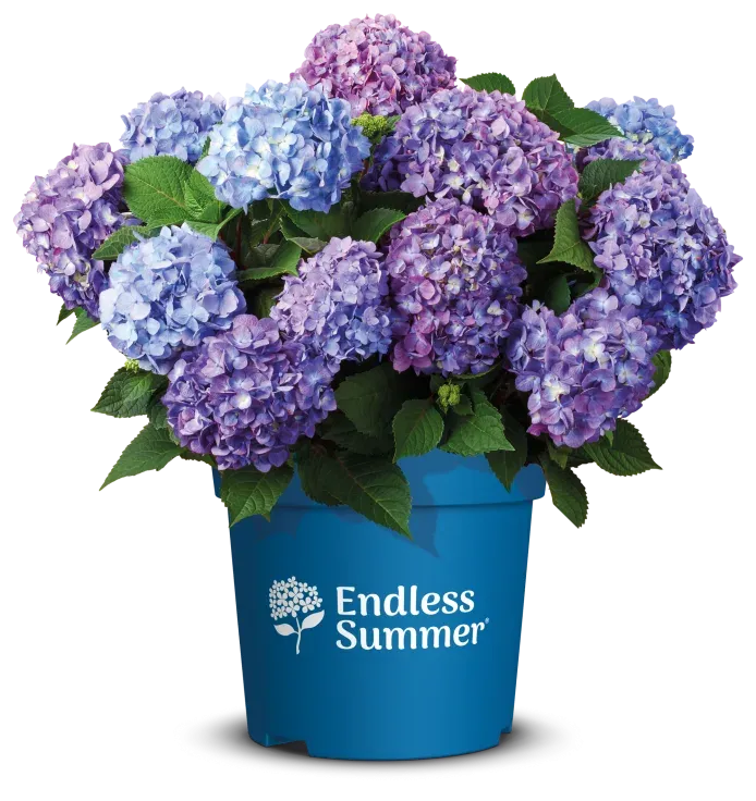 Hortensja ogrodowa Endless Summer® 'Bloomstar Blue' Hydrangea macrophylla