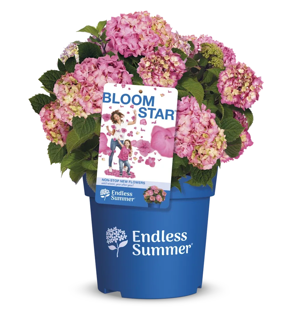 Hortensja ogrodowa Endless Summer® 'Bloomstar Pink' Hydrangea macrophylla