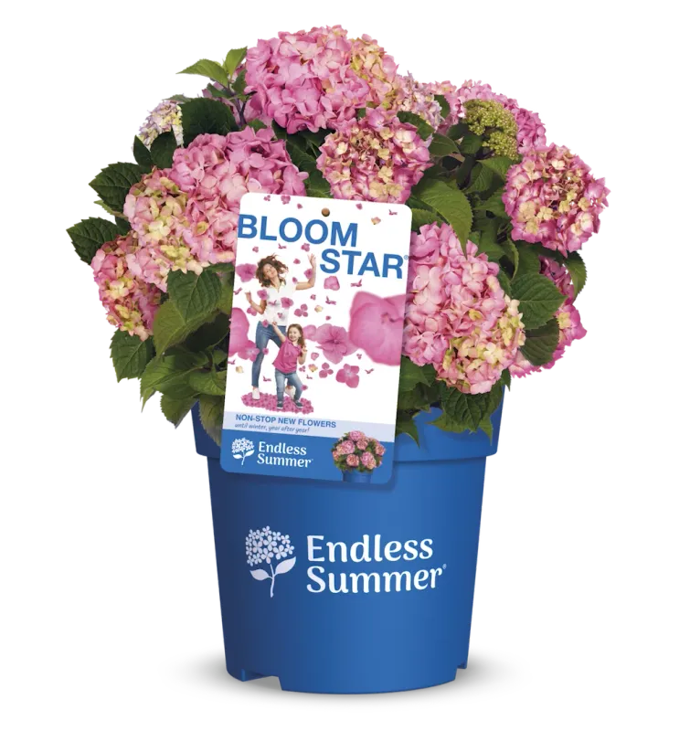 Hortensja ogrodowa Endless Summer® 'Bloomstar Pink' Hydrangea macrophylla