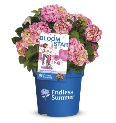 Hortensja ogrodowa Endless Summer® 'Bloomstar Pink' Hydrangea macrophylla