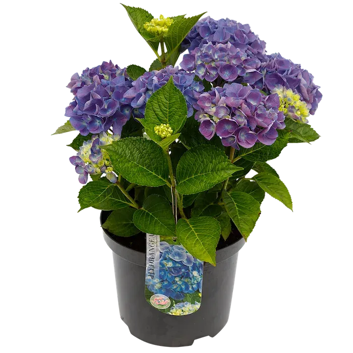 Hortensja ogrodowa niebieska Hydrangea macrophylla